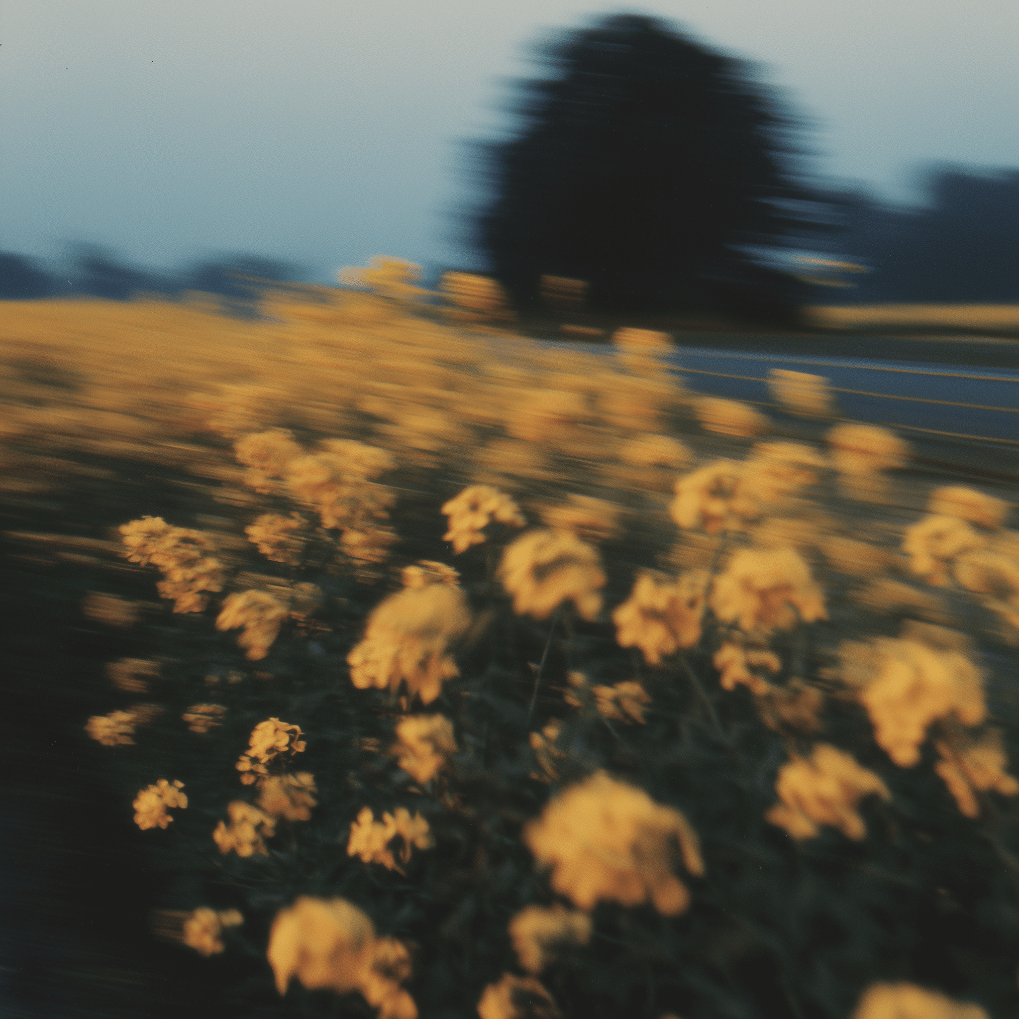 Biographica raises £7m in funding led by Faber VC to accelerate the creation of climate-resilient crop varieties